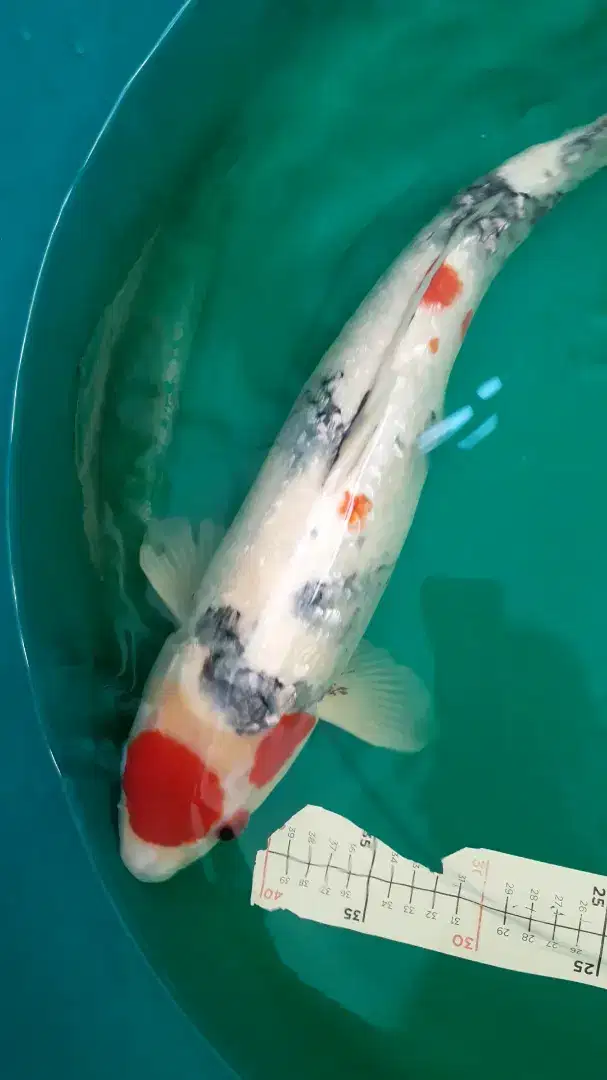 Ikan koi Tancho Sanke Ginrin 48cm bagus