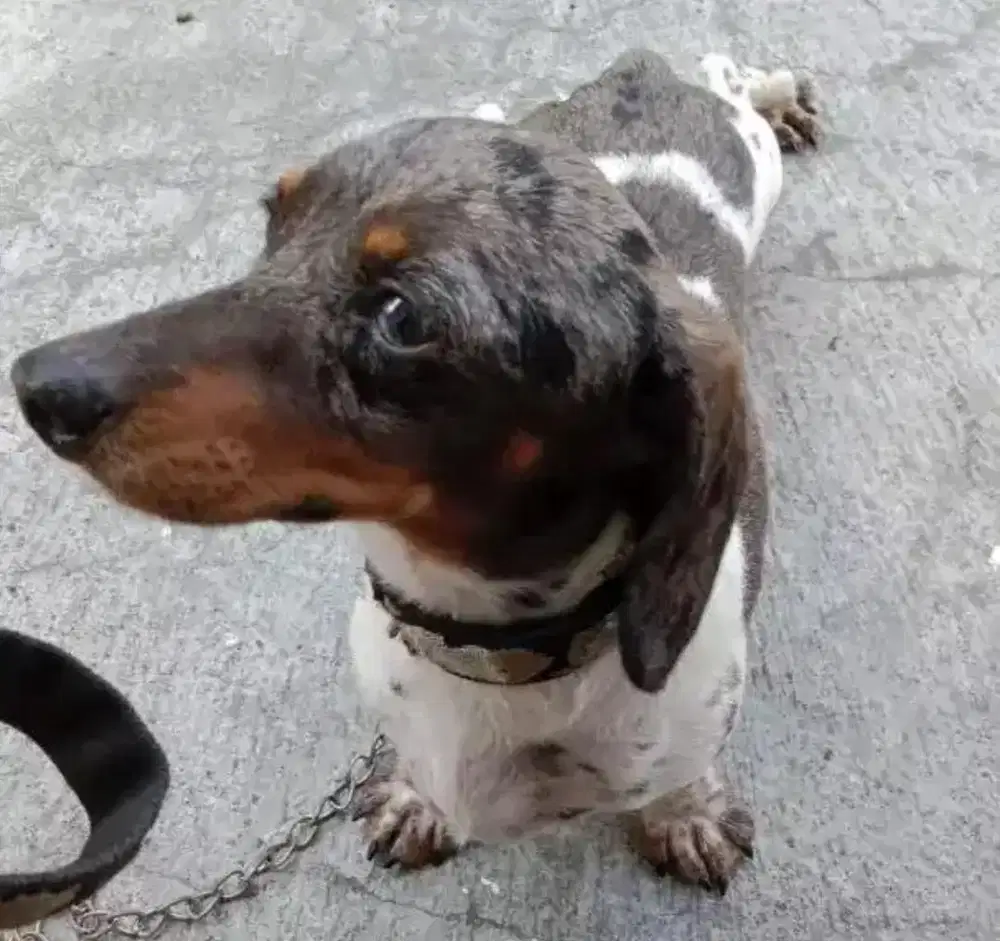 Open Breading Tekel Dapple