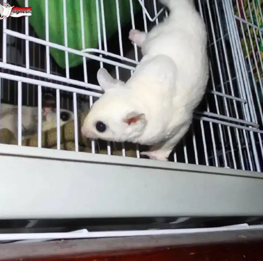 Sugar Glider Leucistic Indukan Dewasa