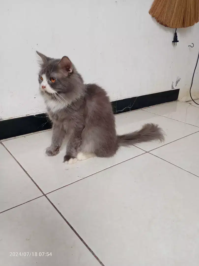 Kucing Persia Jantan Umur 8bln, Vaksin 2x,  Gimbul Long hair, Sehat