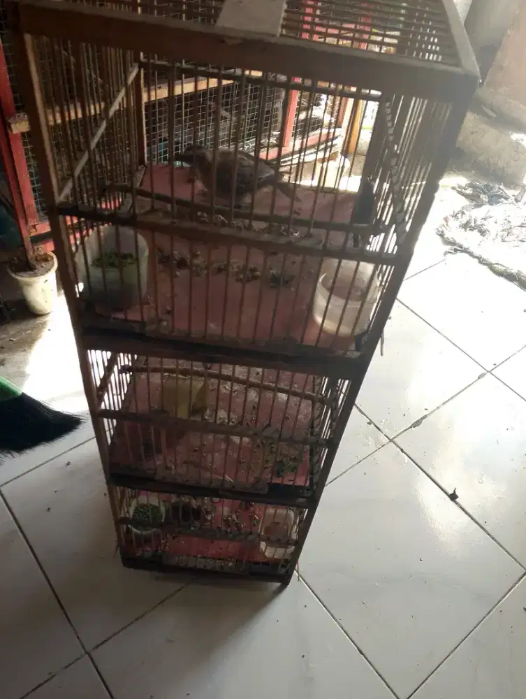 Trucuk bakalan murah