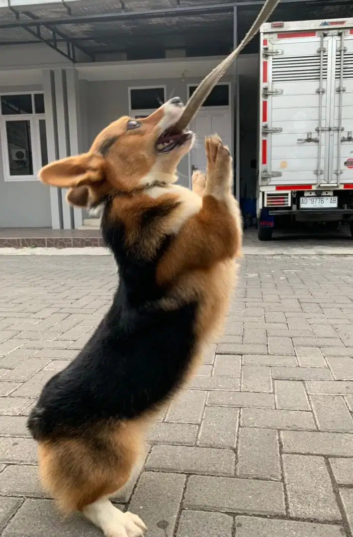 Pejantan pacak corgi