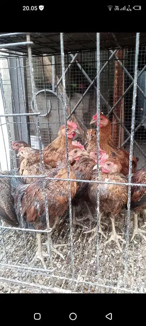 Jual ayam ketawa asli durasi jantan usia 3 bln super murah