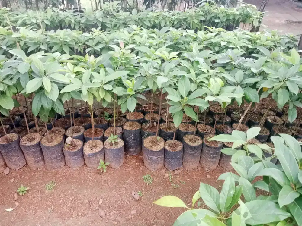 Jual bibit alpukat alpokat skala besar partai besar Lampung siap antar