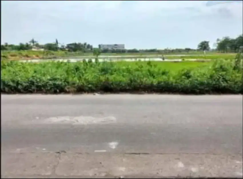 Di jual sawah darat Rajeg Tangerang kabupaten