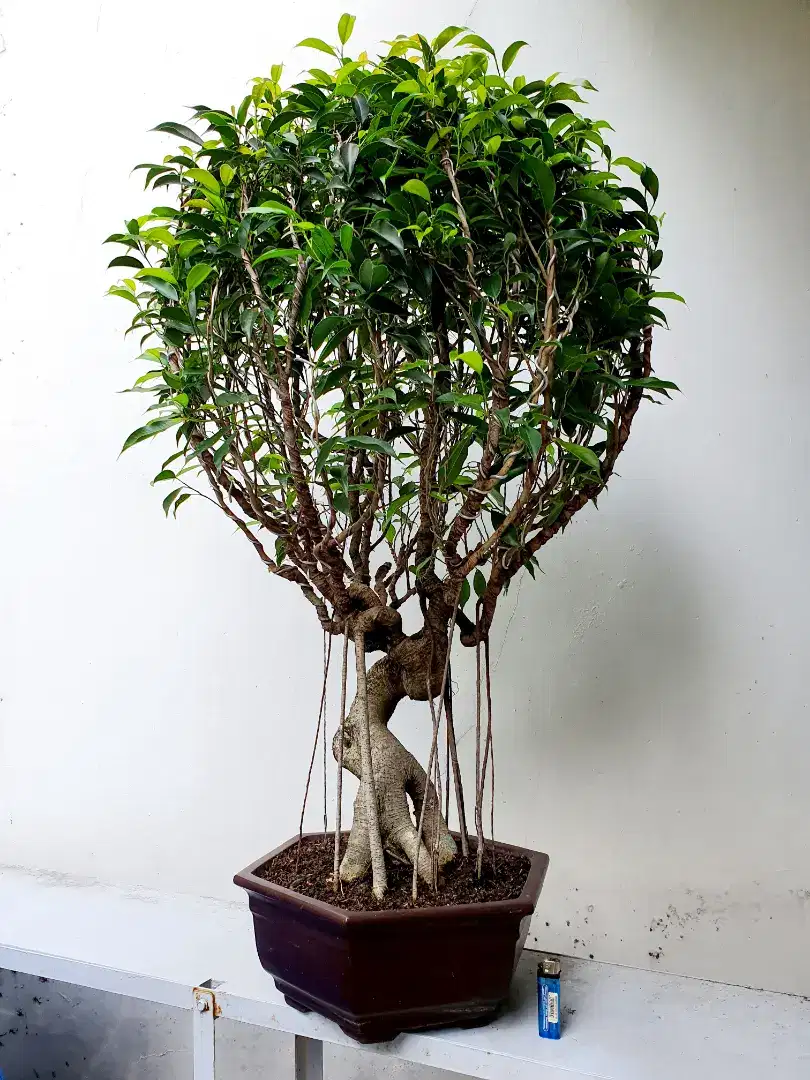 Bonsai Beringin Philipines