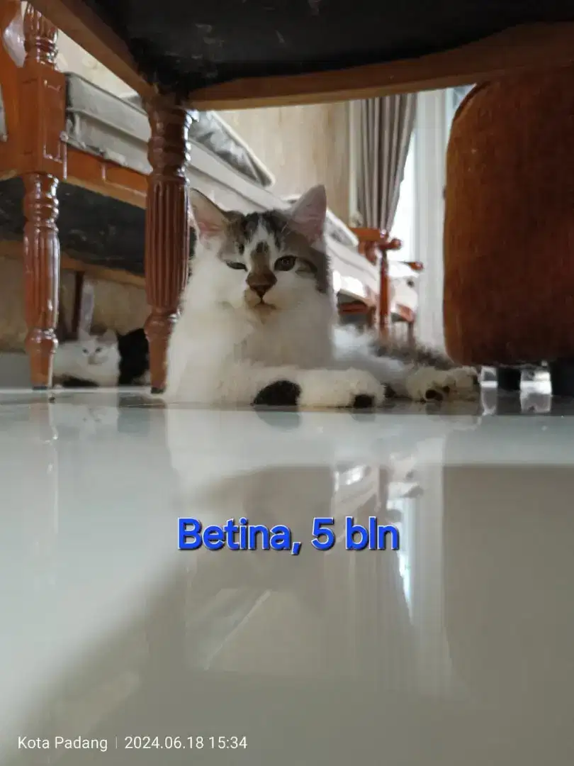 Kitten Persia Bulu Kapas