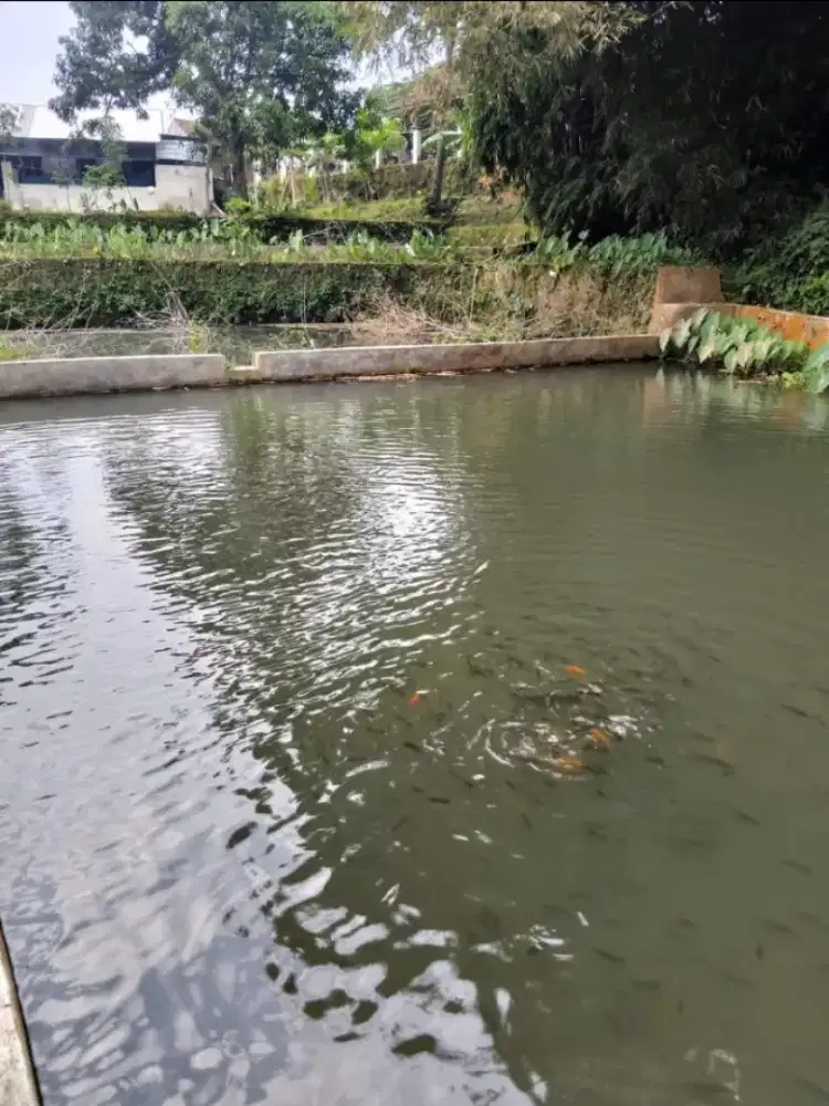 Dijual Empang / Balong