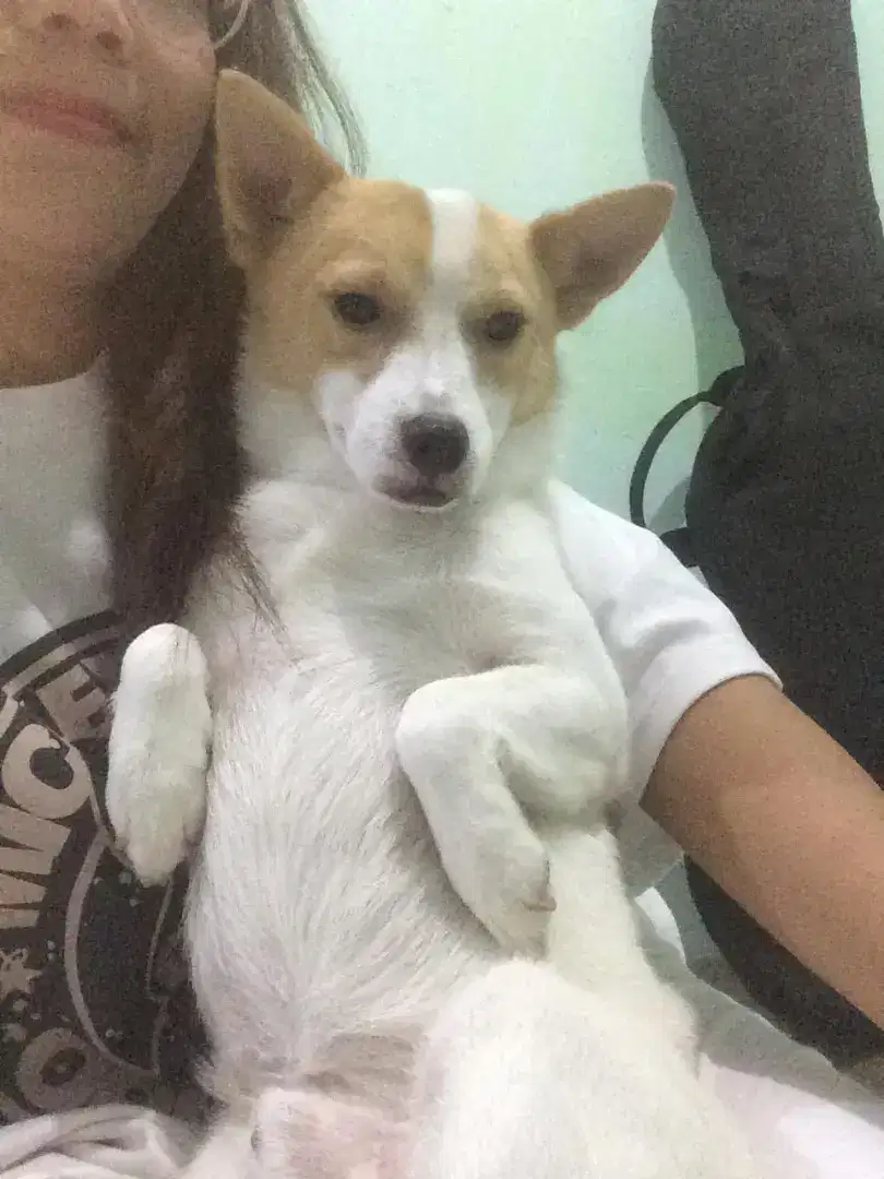 Dijual anjing Corgi Campuran Cih wawa