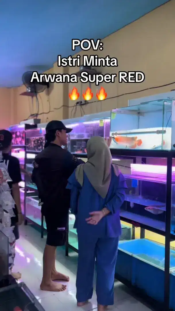 Ikan arwana Super red