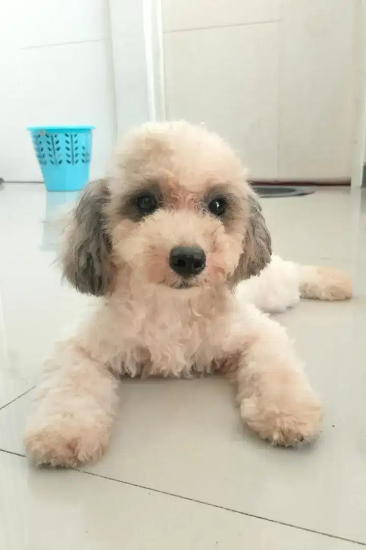 Dijual anjing poochon ( poodle bichon ) party