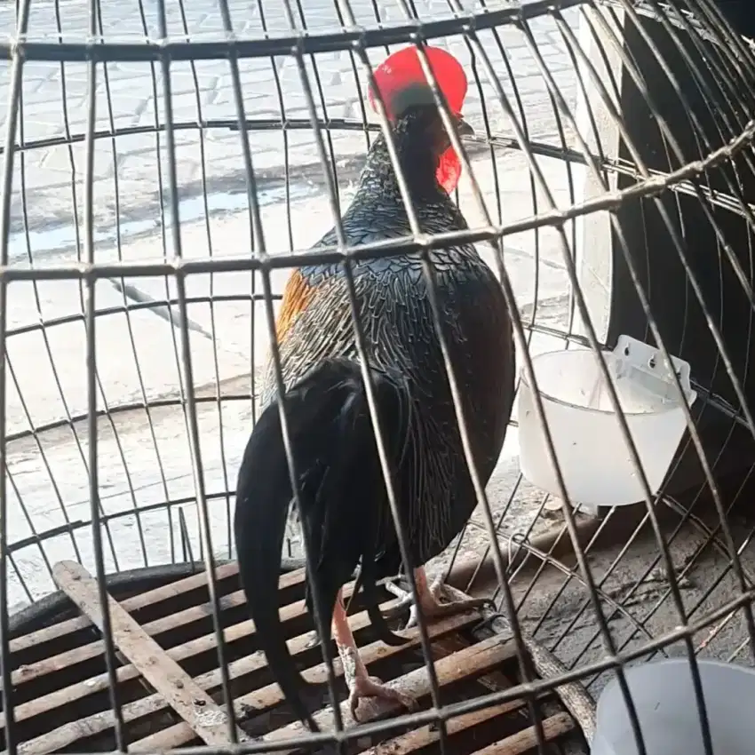 Ayam hutan hijau lombok