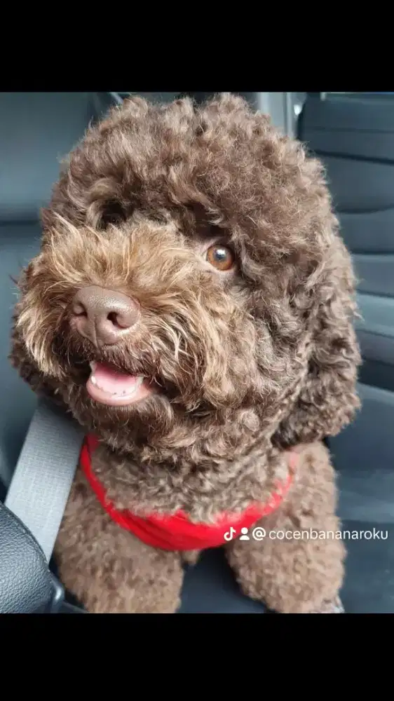 Toy poodle dark choco open stunt pacak