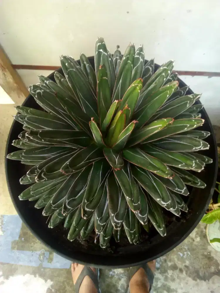 Jual bunga cantik dan unik