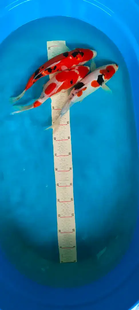 koi sanke doitsu ukur 31-33cm