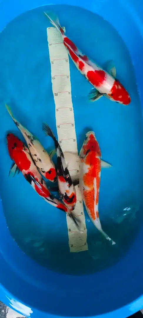 koi showa sisik ukur 30-40cm