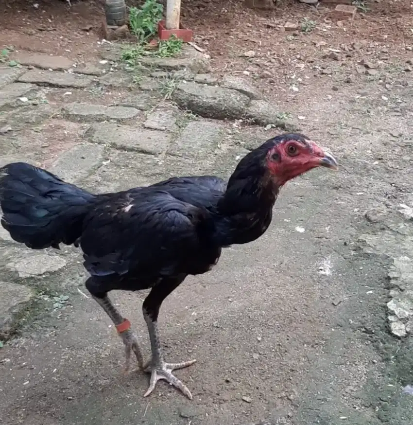 Biyang Ayam Bangkok udah pernah Bertelur