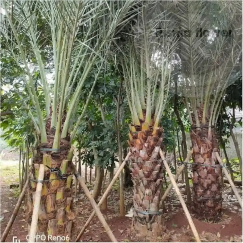 Pohon korma azwa dll