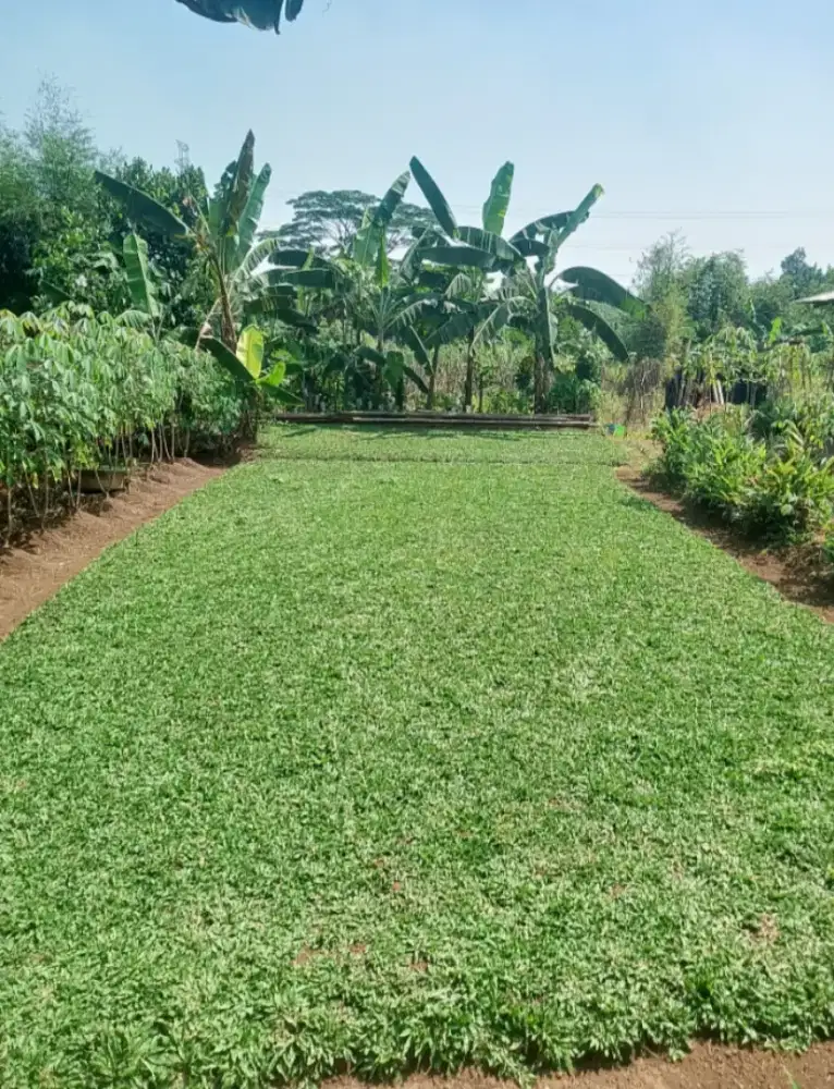 RUMPUT GAJAH MINI MURAH PERMETER