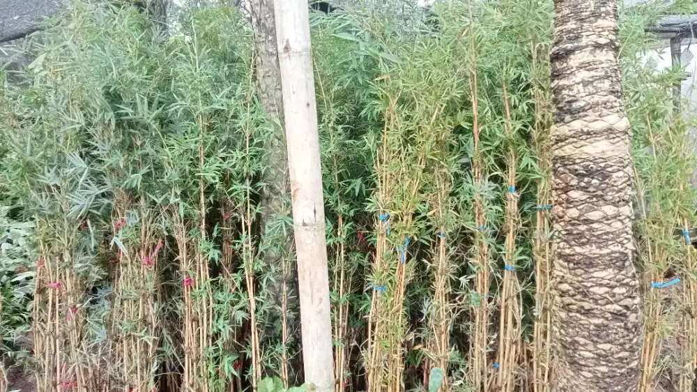 Pohon bambu prigold dani