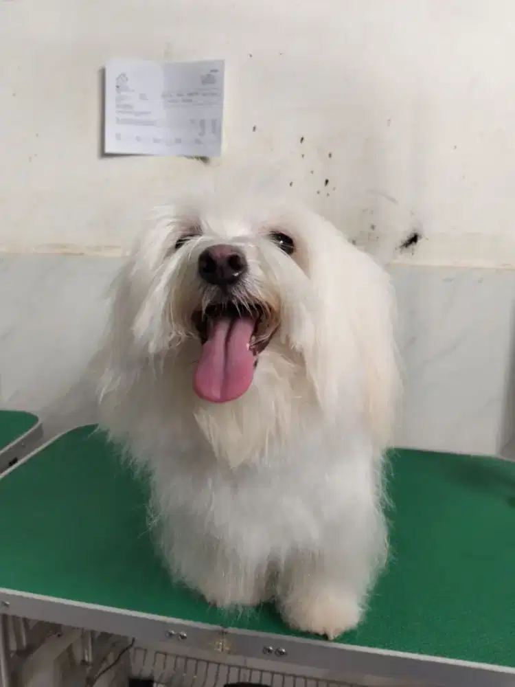 LOWONGAN KERJA HELPER PETSHOP