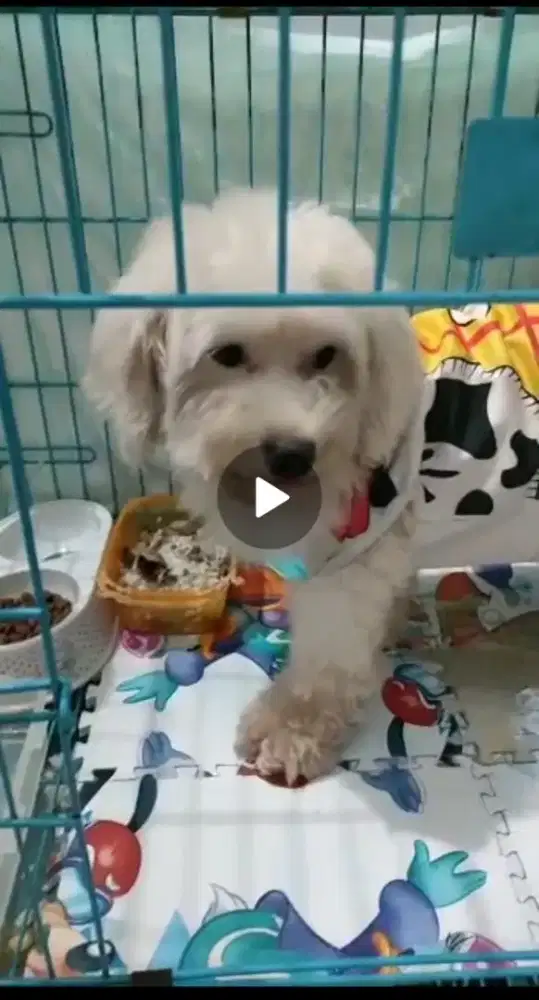 Anjing pure poodle jantan