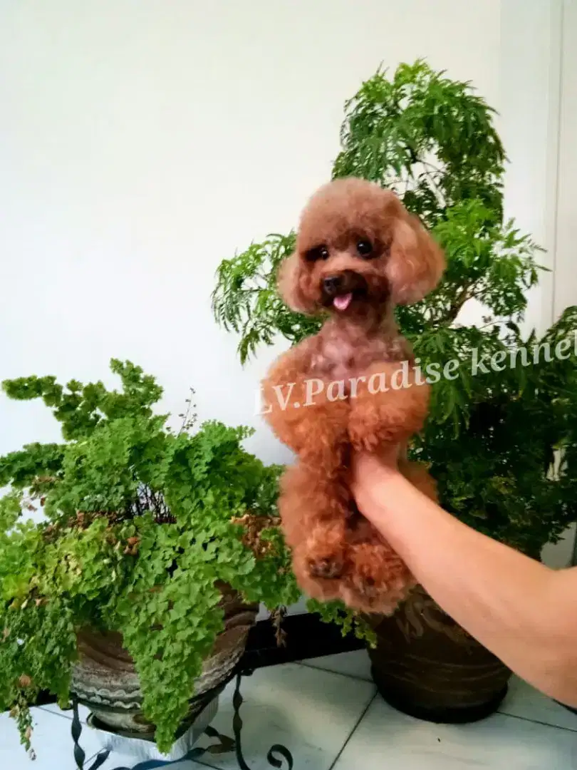 Terima pacak Red toy poodle