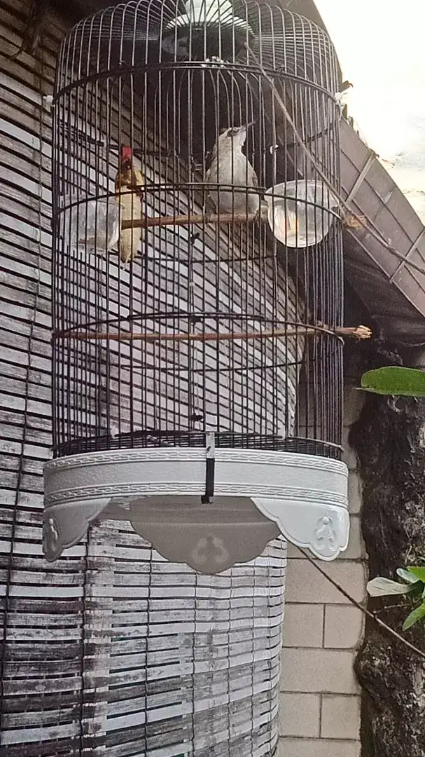 burung trucukan jatim jantan fullset depok