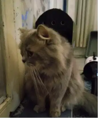 Pet hotel Bisa Antar jemput