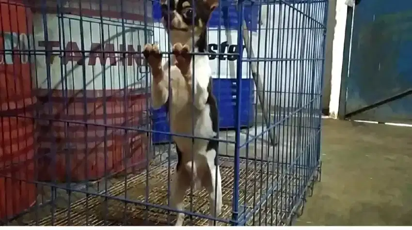 Chihuahua jantan