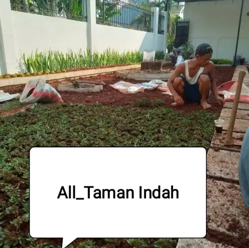 Pasang rumput gajah mini