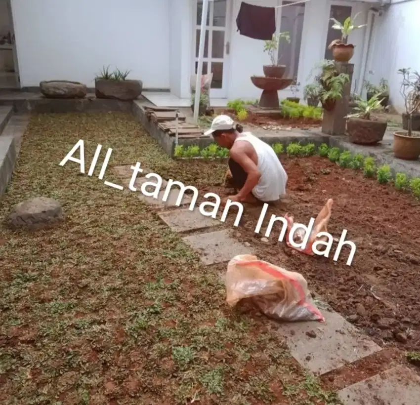 Pasangan rumput gajah mini atau pasang taman