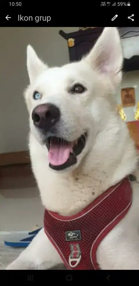 Husky jantan white breeder