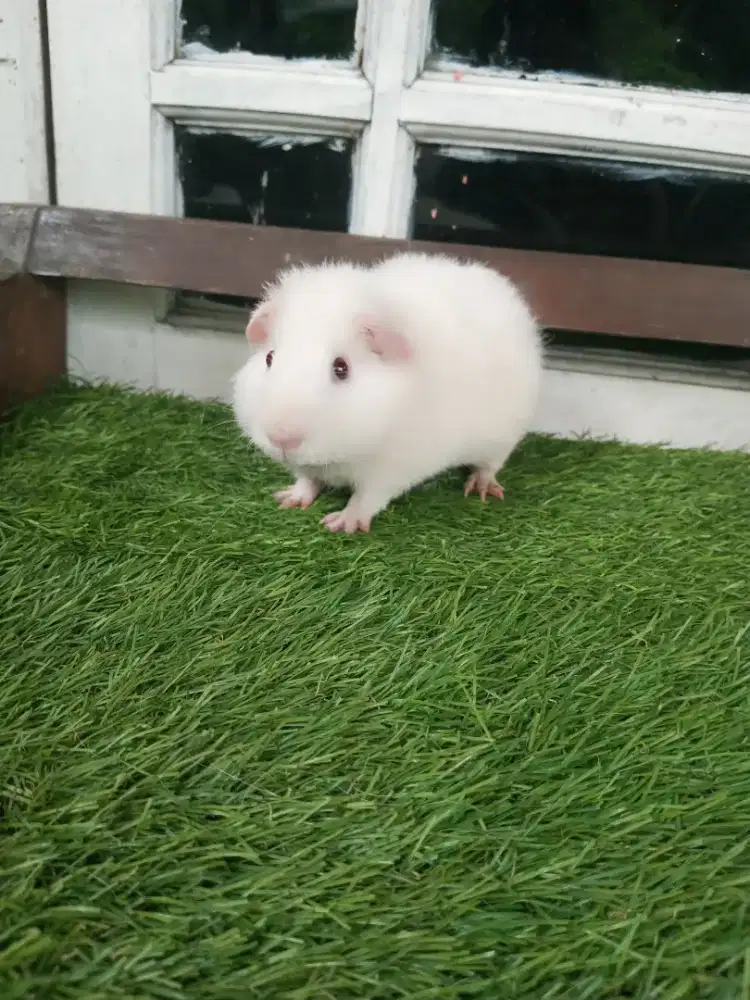 Marmut guneapiq tedy jantan remaja