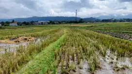 Dijual cepat Sawah produktif. 2100 m2. Bentuk persegi panjang