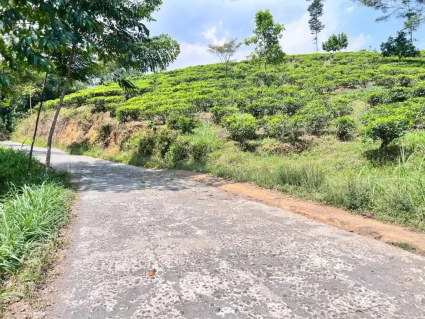 Tanah Kebun Teh Kemuning Ngargoyoso Karanganyar