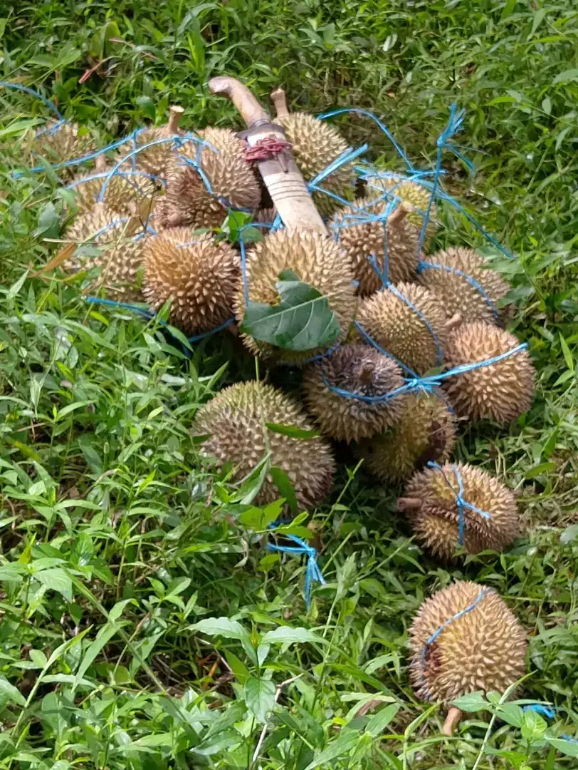 Tanah kebun duren SHM cocok investasi