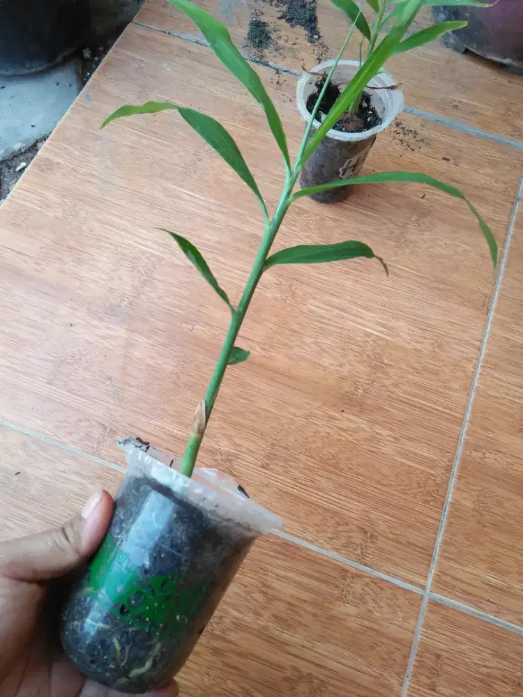 Bibit tanaman jahe