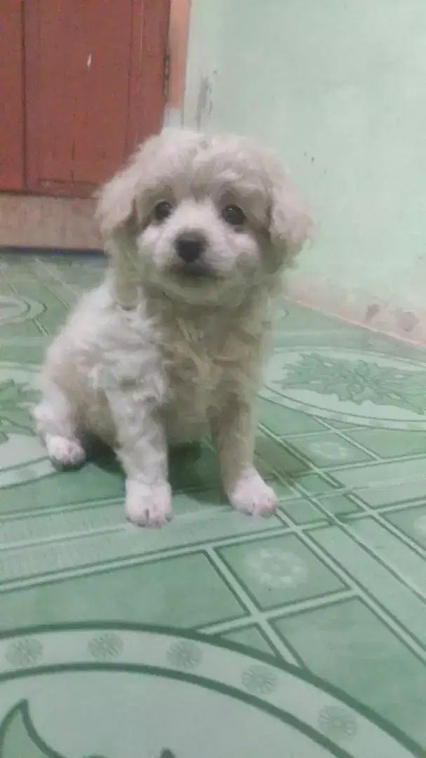 Anakan poodle dgn minipom