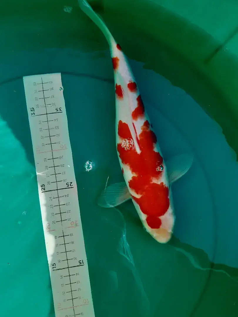 Ikan koi Kohaku 34cm warna strong red