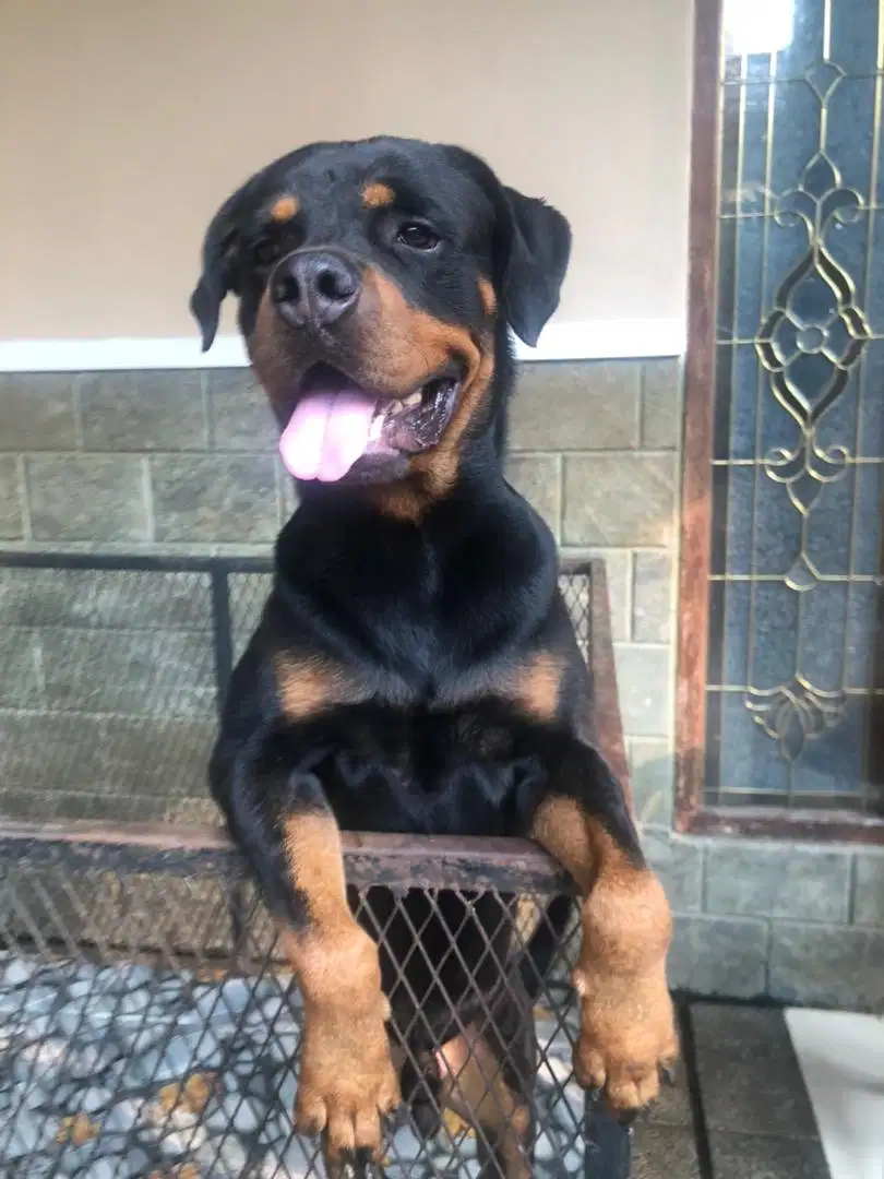 Rottweiler (mix. Import Ukraina)