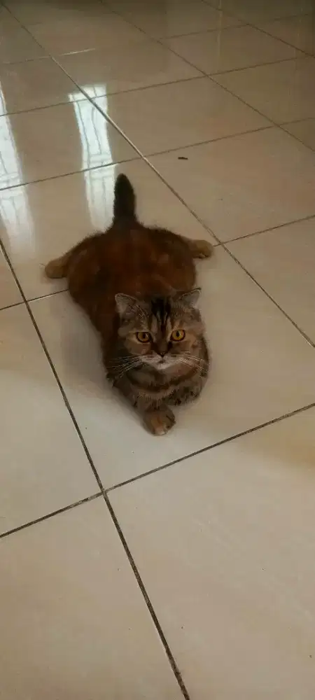 Scottish Fold Betina 2 Tahun Proven