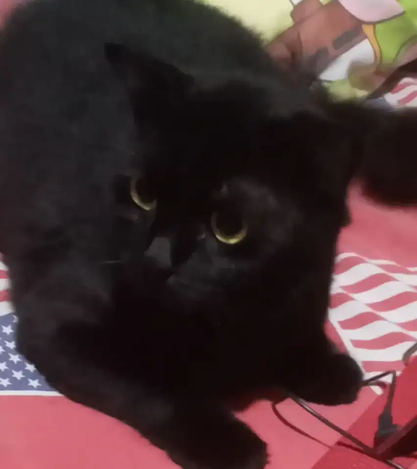 Kucing persia medium hitam
