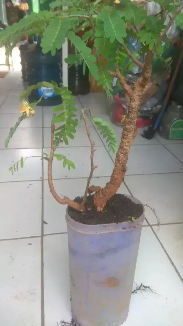 Asem jawa mini berbunga