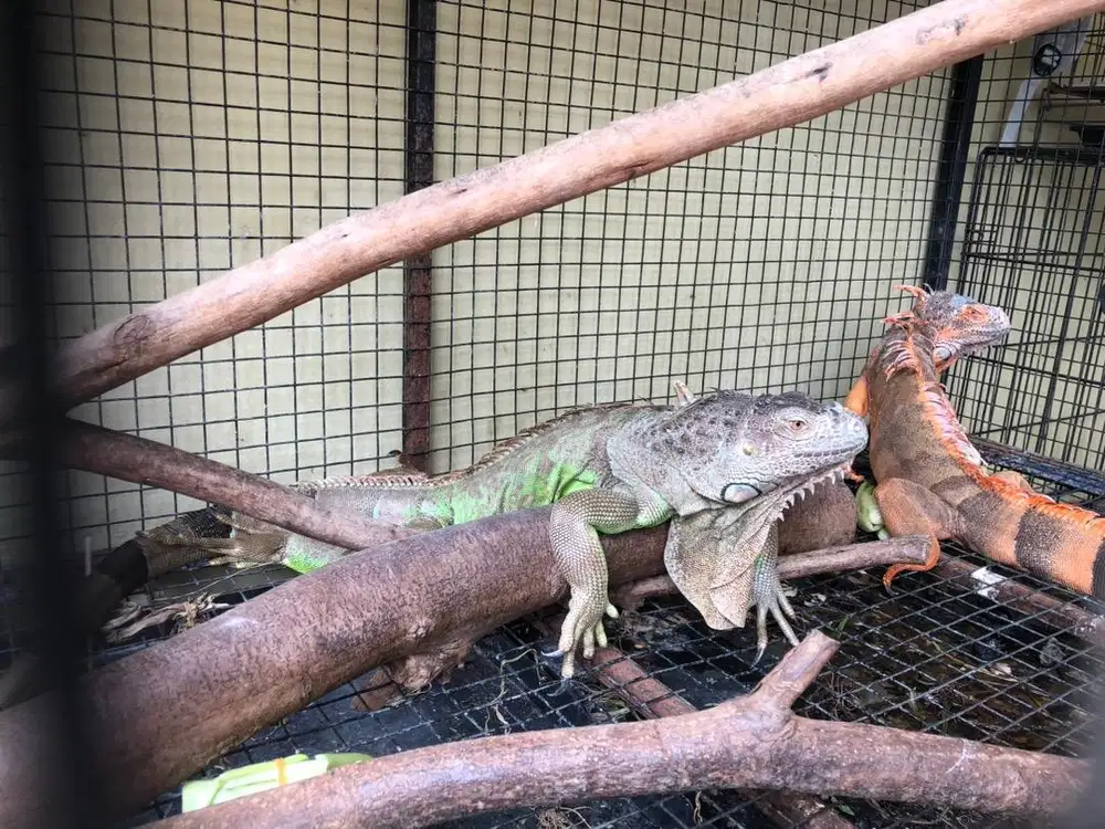 Borongan iguana dan kandang (tidak bisa dipisah)
