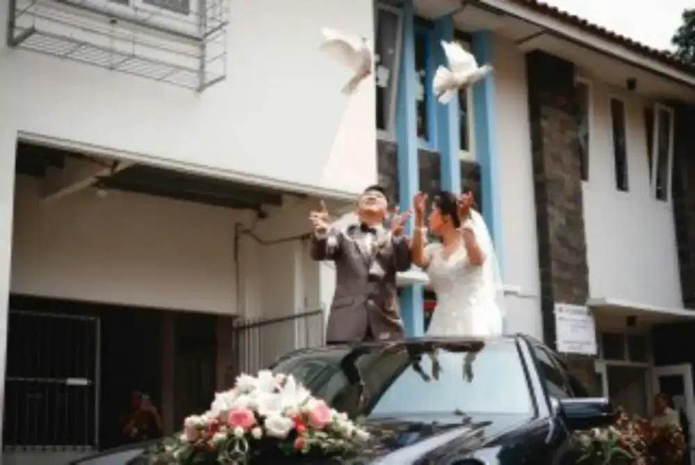 burung merpati putih polos untuk wedding car or di mobil pemgantin