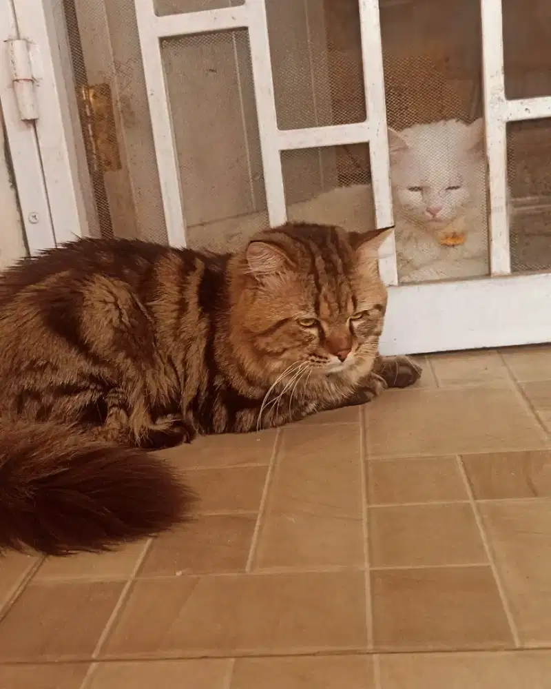 GROOMING KUSUS KUCING PANGGILAN