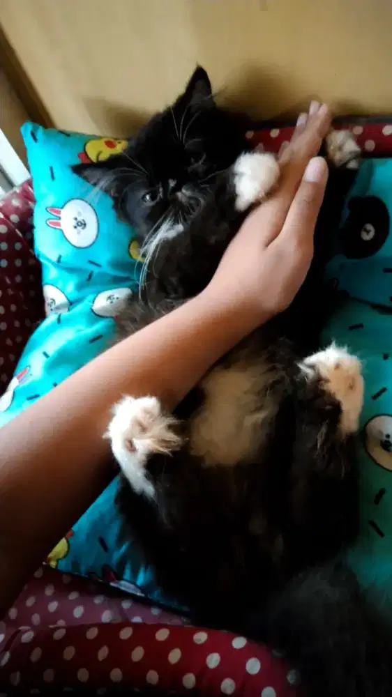 Kucing Persia Peaknose Longhair betina