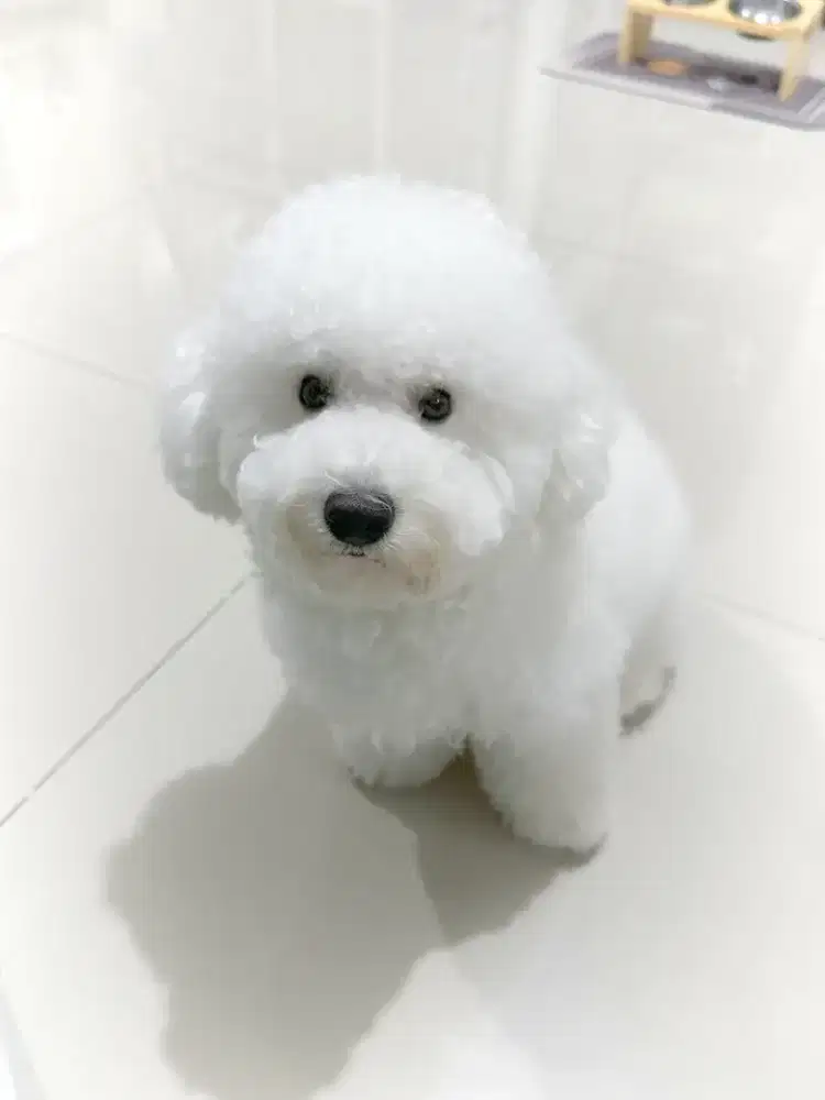 Jasa pacak Pejantan white poodle super cute bulu tebal bersih terawat