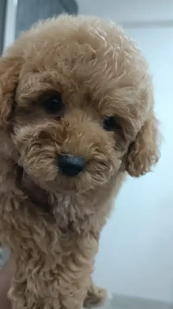 Toy poodle puppy